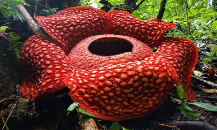 Mengenal Tentang Bunga Rafflesia Arnoldi