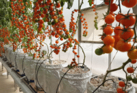 Panduan Budidaya Tomat Hidroponik Dengan Mudah