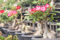 Panduan Cara Menanam Bunga Kamboja Yang Benar