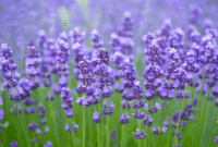 Panduan Cara Menanam Bunga Lavender Dengan Benar