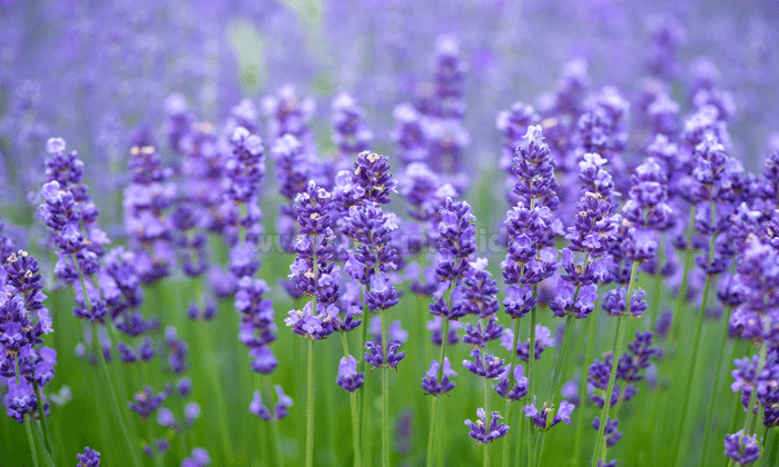 Panduan Cara Menanam Bunga Lavender Dengan Benar