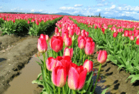 Panduan Cara Menanam Bunga Tulip Dengan Benar