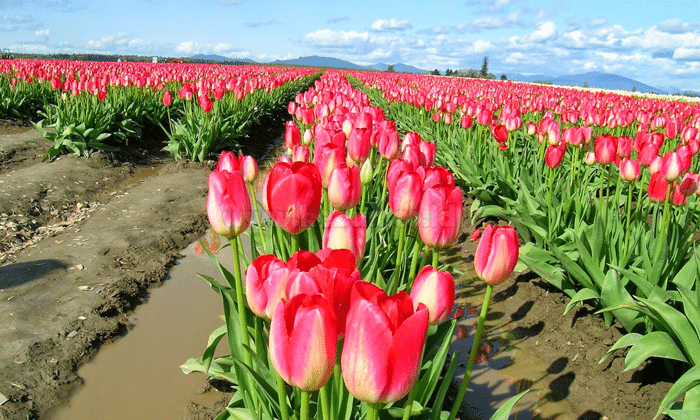 Panduan Cara Menanam Bunga Tulip Dengan Benar