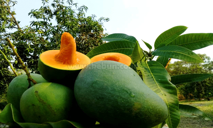 Panduan Cara Menanam Mangga Alpukat Di Pekarangan