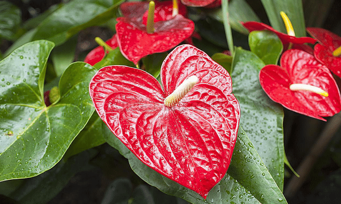 Bunga Anthurium