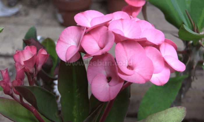 Bunga Euphorbia