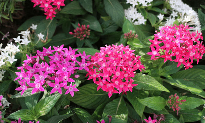 Bunga Pentas