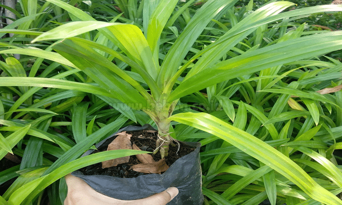 Cara Menanam Daun Pandan Di Pot Dengan Benar