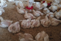 Cara Mengobati Ayam