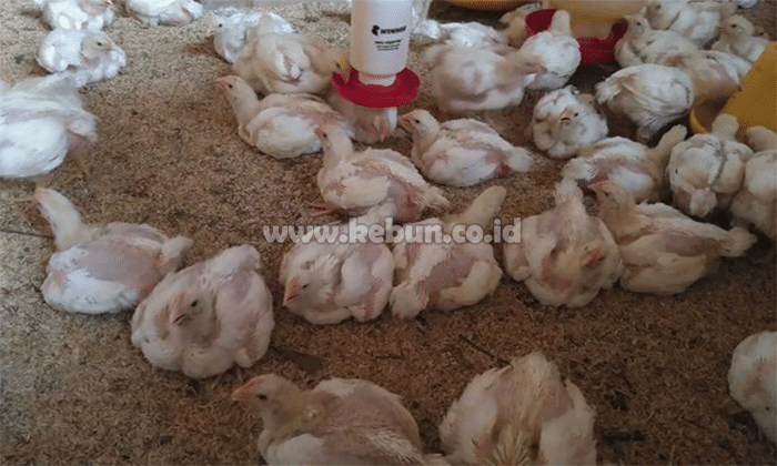 Cara Mengobati Ayam