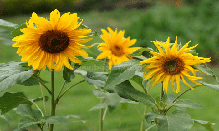 Cara Merawat Bunga Matahari di Rumah Mudah dan Simple