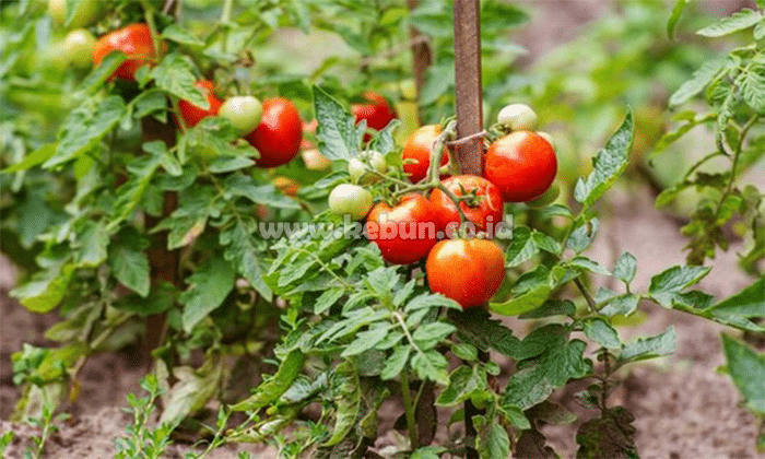 Cara Merawat Tanaman Tomat
