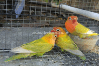 Cara Ternak Lovebird Agar Cepat Bertelur