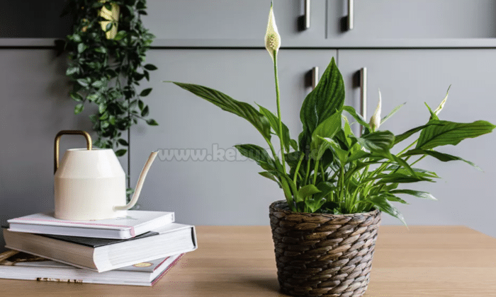 Peace Lily