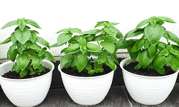 Tanaman Basil