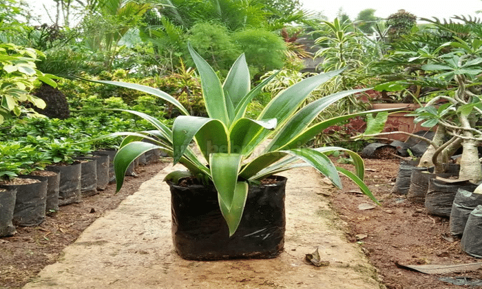 Tanaman tropis agave