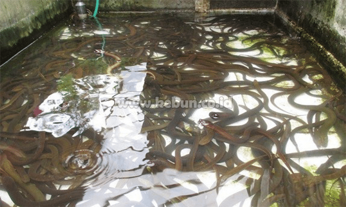 Cara Ternak Belut Di Ember - 6 Langkah Cara Ternak Belut Tanpa Lumpur Bagi Pemula - Belut adalah binatang yang memiliki bentuk tubuh mirip dengan ular, badanya licin dan biasa hidup dilumpur atau.