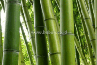 Cara Menanam Bambu