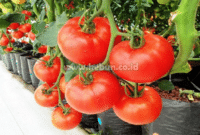 Cara Merawat Tanaman Tomat Agar Berbuah Lebat