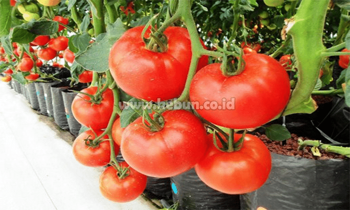 Cara Merawat Tanaman Tomat Agar Berbuah Lebat
