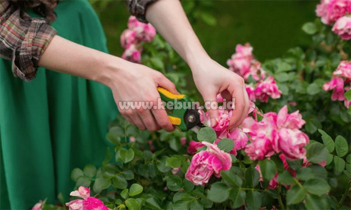 Cara Perawatan Bunga Mawar