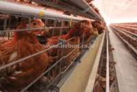 Cara Ternak Ayam Petelur Skala Kecil