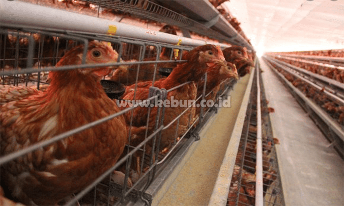 Cara Ternak Ayam Petelur Skala Kecil