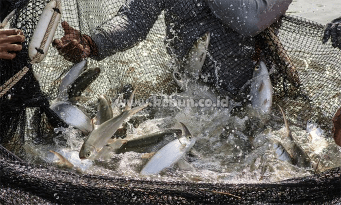 Makanan Ikan Bandeng Tambak