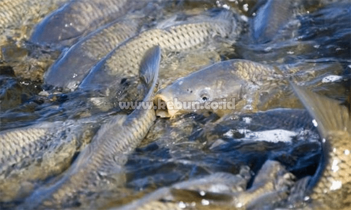 Pembesaran Ikan Nila