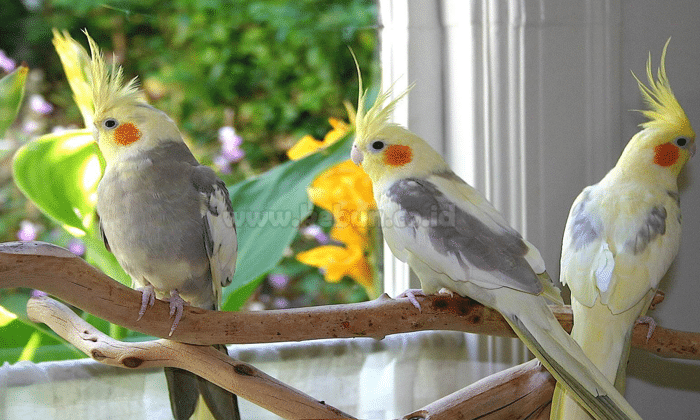 Burung Cockatiel