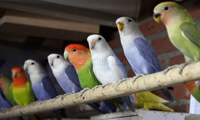 Burung Lovebird