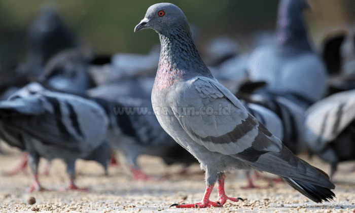 Burung Merpati