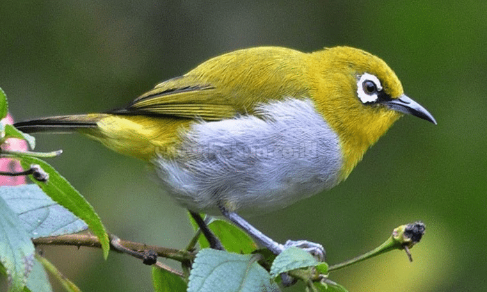 Burung Pleci