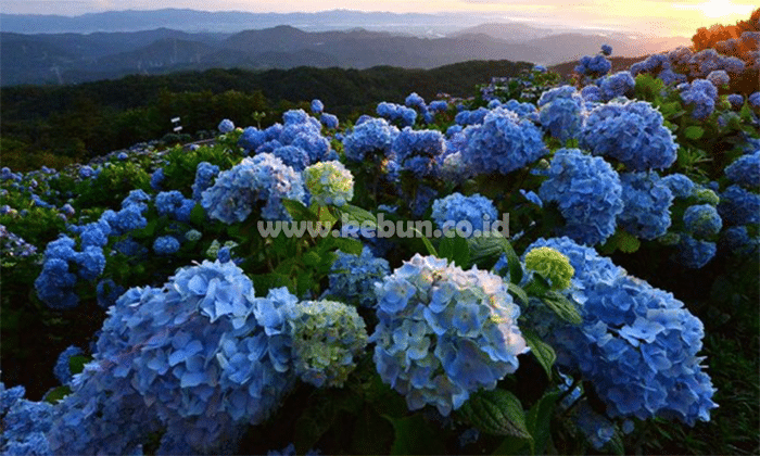 Maksud bunga hydrangea