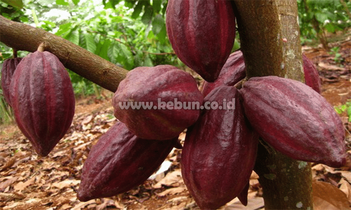 Umur Tanaman Kakao Mulai Berbuah