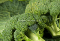 Manfaat Batang Brokoli