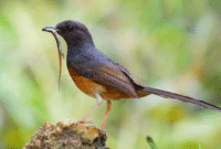 Manfaat Cacing Pada Burung Murai yang Perlu Di Ketahui