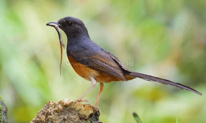 Manfaat Cacing Pada Burung Murai yang Perlu Di Ketahui