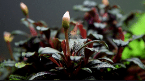 Bucephalandra Sp