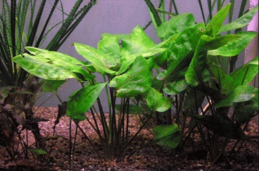 Cryptocoryne Pontederifollia