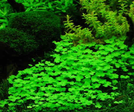 Hydrocotyle Sp