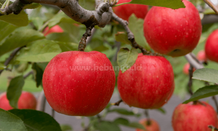 Manfaat Buah Apel yang Kaya Bagi Kesehatan Tubuh