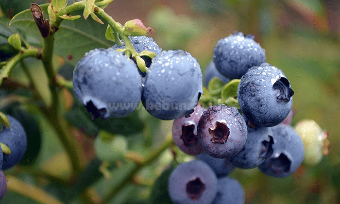 Manfaat Buah Blueberry Bagi Kesehatan Tubuh Manusia