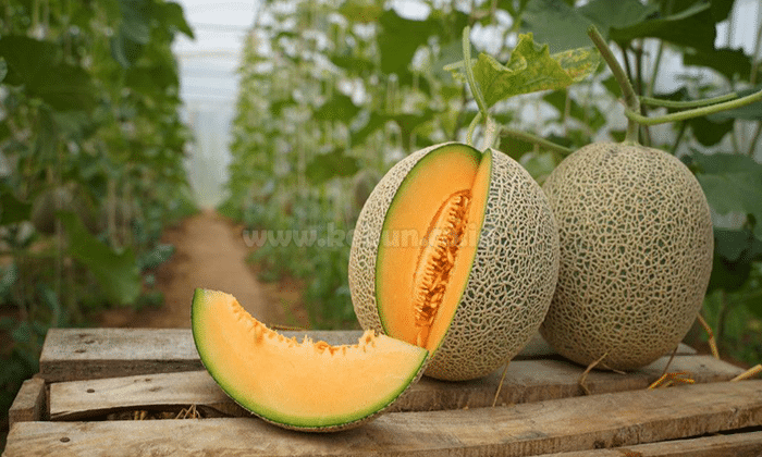 Manfaat Buah Melon Sistem Pencernaan dan Kesehatan Tubuh