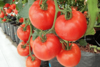 Cara Menanam Tomat di Polybag Supaya Dapat Berbuah Lebat