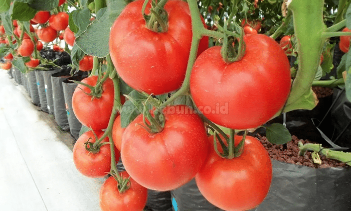 Cara Menanam Tomat di Polybag Supaya Dapat Berbuah Lebat