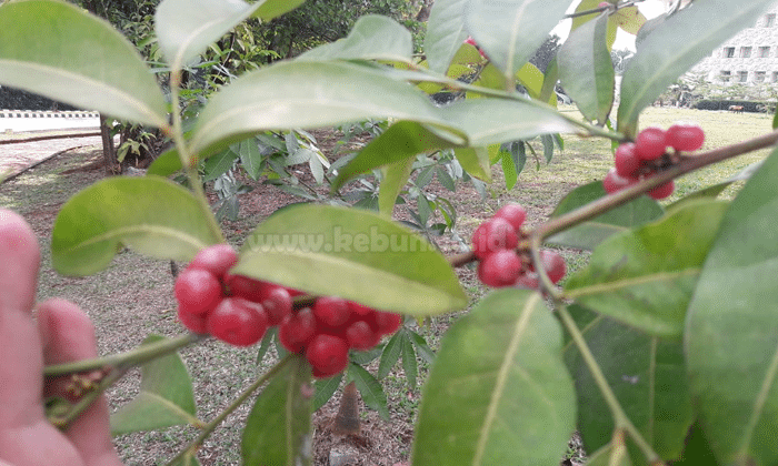 Manfaat Buah Salam yang Sangat Baik Bagi Kesehatan