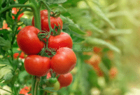 Manfaat Buah Tomat yang Baik Bagi Kesehatan Tubuh