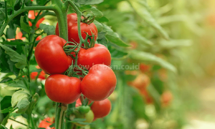 Manfaat Buah Tomat yang Baik Bagi Kesehatan Tubuh